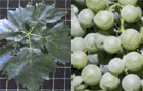 Malvar druer i Spanske Rose og hvidvine